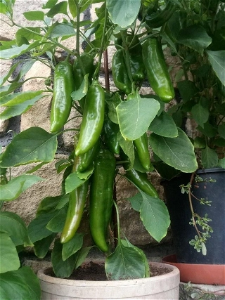 Jak rostou papriky