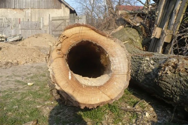 Ohlášení stavby a kácení stromů