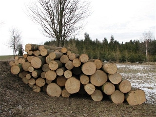 Kácení dřeva na vazbu