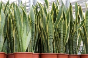 Oblíbená pokojová rostlina Sansiviera neboli „tchýnin jazyk” vydrží téměř vše