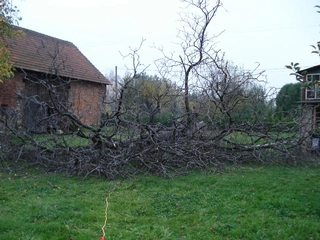 Překlad a kácení ořechu