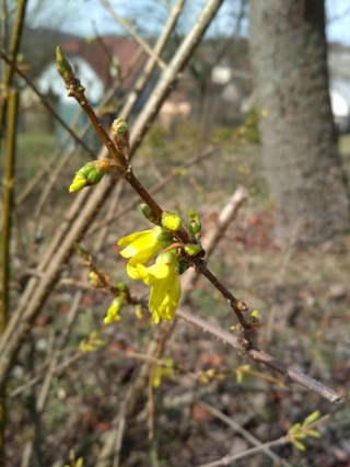 Zlatá jarní kráska Forsythia