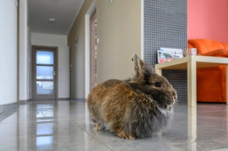 Jednovrstvý pasivní dům a výhody Ytongu pro výstavbu