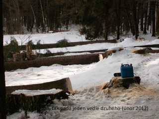 Kácení stromů na vazbu a strop