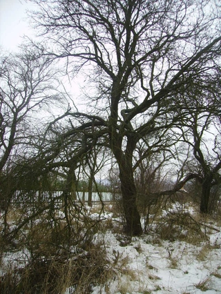 Jak to začalo