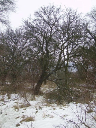 Jak to začalo