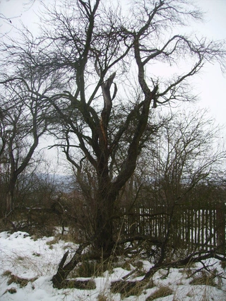 Jak to začalo