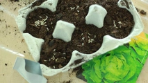 Předpěstování semínek pro rostlinky na balkon